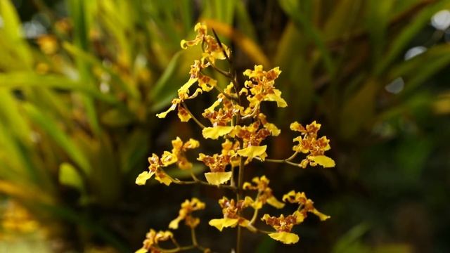 Canon 1DX Mark II | 120 FPS - 1080P Slow Motion - No Color Correction смотреть онлайн