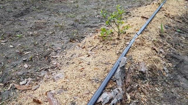 Как цветет голубика смотреть онлайн