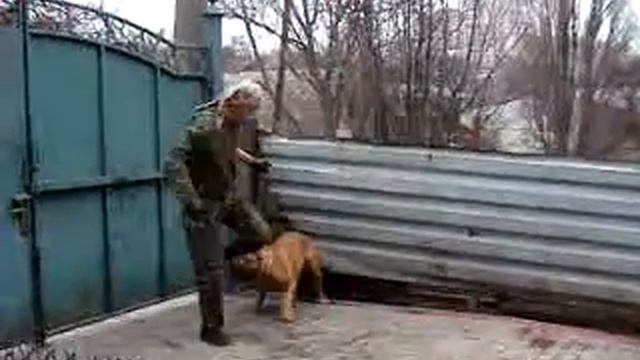 Питомник бордоских догов «Perle de France» http://perl.petsinform.com/ смотреть онлайн