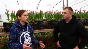 Выращивание тюльпанов к 8 марта. Выгонка тюльпанов. Луковицы тюльпанов