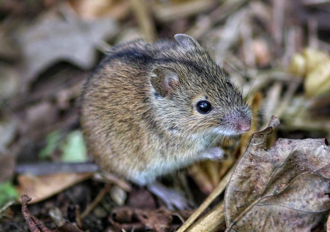 Они! Нас выгоняют с дачи! смотреть онлайн