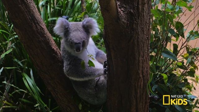 Сумчатый мишка! Вы знали эти факты о коалах? смотреть онлайн