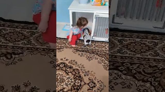 6 недель. Щенок русский охотничий спаниель. смотреть онлайн