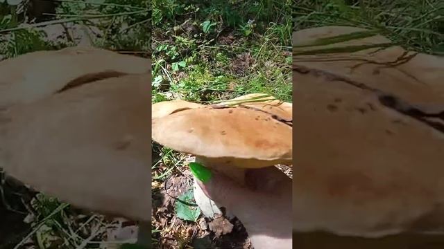 осенняя пора 5.08.21г. смотреть онлайн