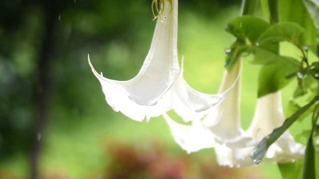 HATI-HATI DENGAN YANG CANTIK |KECUBUNG HUTAN | ANGLE TROMPET | Brugmansia suaveolens смотреть онлайн