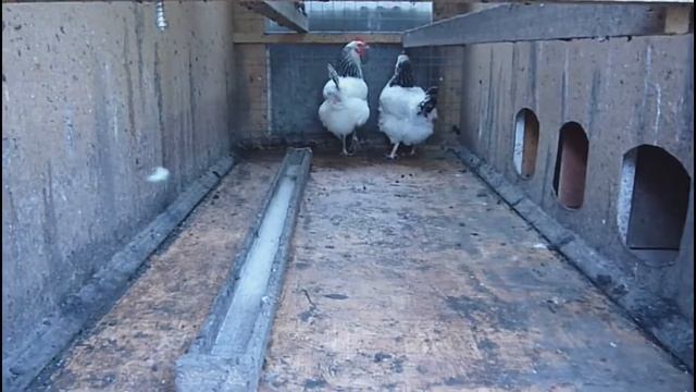 Курятник для кур с гнездом яйцесборником сделать своими руками смотреть онлайн