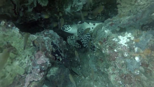 Тайланд Под водой Жители Андаманского моря Черепаха, Леопардовая акула, Каракатицы смотреть онлайн