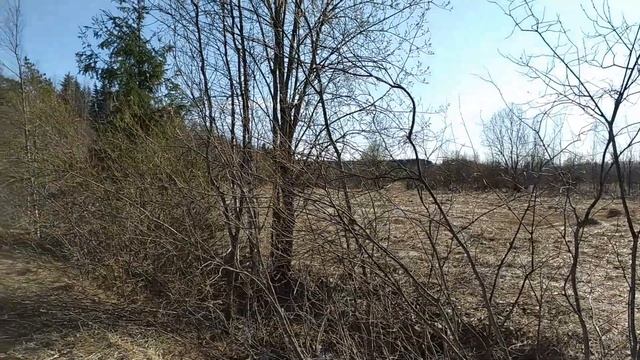 Саркосцифа австрийская (Sarcoscypha austriaca). Гриб в лесу, при приготовлении и на вкус. смотреть онлайн