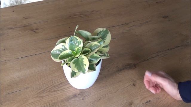 Peperomien Pflegen Gießen Düngen Standort Vermehren Zwerpfeffer Peperomia Pflegetipps