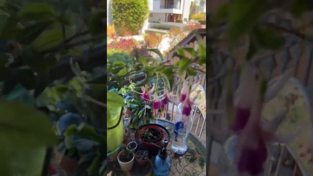#fuchsia Cuttings Grow Like Crazy in Water 🌺 смотреть онлайн