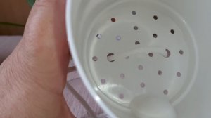 ФИТИЛЬНЫЙ ПОЛИВ. Сингониум. Адиантум. 25.01.2023.