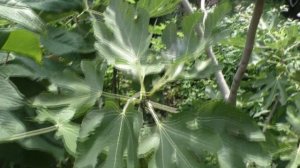 Инжир Рандино основной урожай