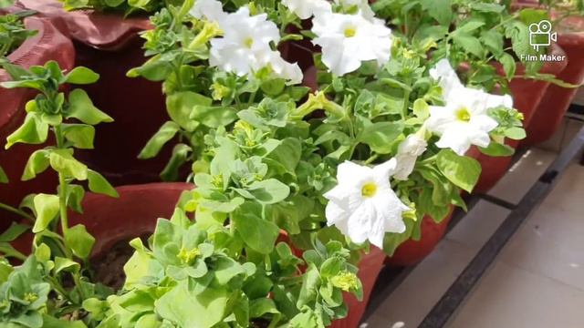 17 March 2021 spring balcony # petunia overloaded # cherry tomatoes 🍅 смотреть онлайн