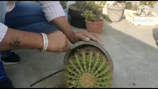 Reporting Golden Barrel Cactus Care Tips#echinocactus grusonii 🌵 смотреть онлайн