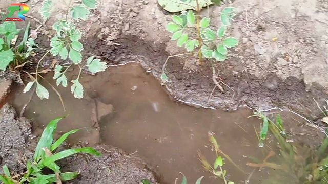 Mencari Ikan Molly Balon Lucu, Ikan Cupang Warna Warni Viral, Ikan Mas Koki, Lele, Ikan Lemon, Gupp