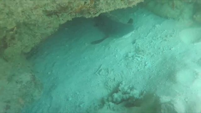 Apo Reef Park / Best Free Diving Philippines / The Second Largest Coral Reef System In The World