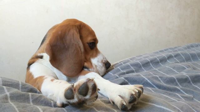 Бигль хочет на кровать / Beagle wants on the bed смотреть онлайн