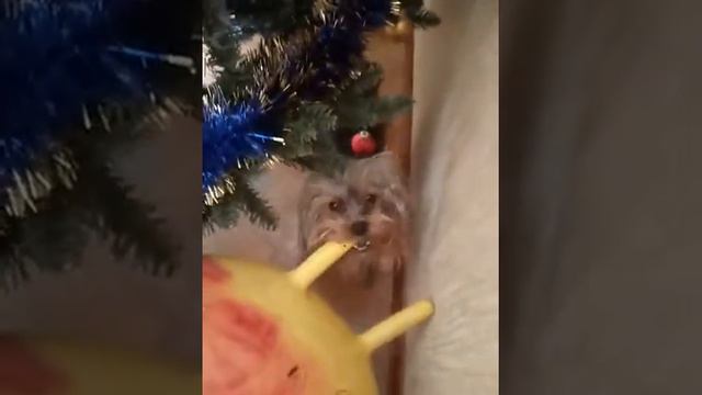 Наш пёс Марсель грызёт большой мяч смотреть онлайн