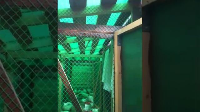 БРОЙЛЕРЫ. Содержание цыплят бройлеров на даче. смотреть онлайн