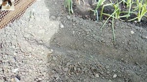 Как правильно сажать морковь лентой в открытом грунте весной