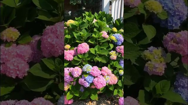 #hydrangea #гортензия #hydrangeas #сад #гортензиякрупнолистная #садгортензий #macrophylla смотреть онлайн