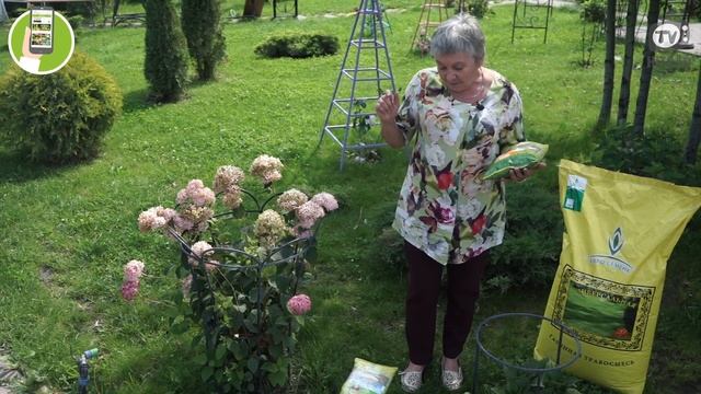 Как убрать проплешины на газоне ? Подсеваем Газон ✔️ Семена газонных трав смотреть онлайн