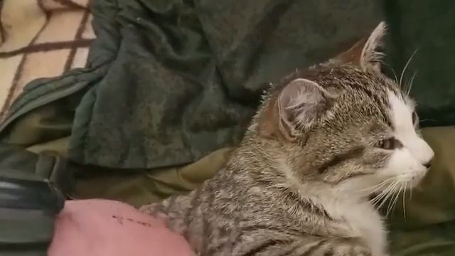 боевой кот Кош-мар, ложиться спать🐈 смотреть онлайн