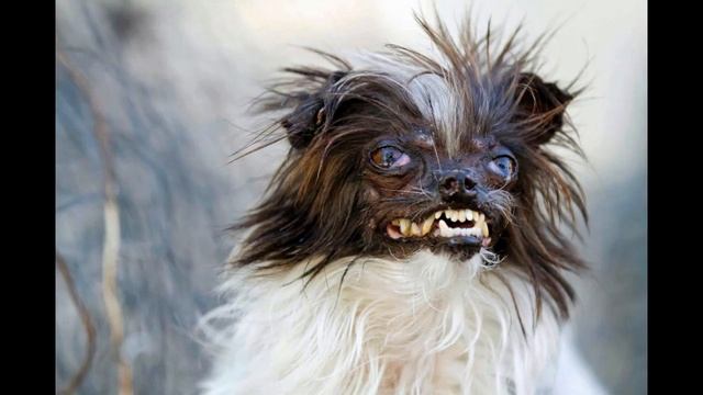 Самые Уродливые собаки.ТОП 20 самых уродливых собак. смотреть онлайн