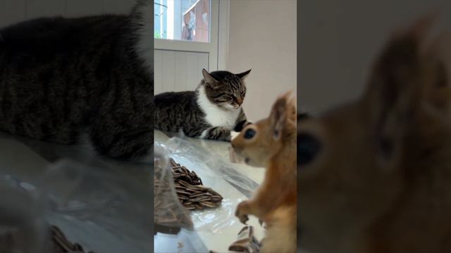 Кошка и белка