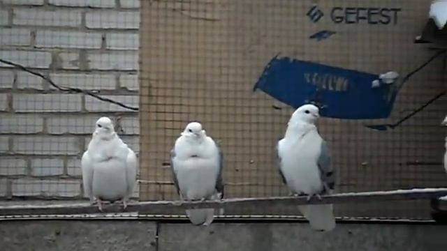 Чайки, голуби. Казахстан смотреть онлайн