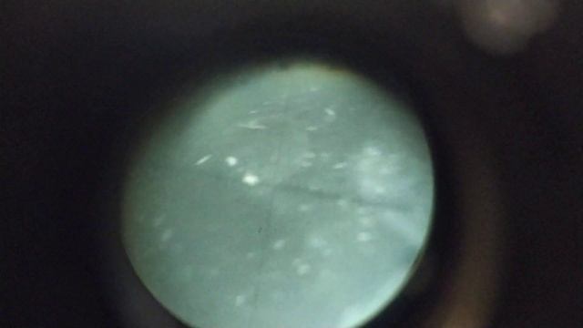 Личинка осетра прод микроскопом смотреть онлайн