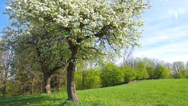 MENSAJE de los ÁNGELES PARA TI DIGEON💌ARCÁNGEL HANIEL💗ERES un SER ESPIRITUAL🔴enseñanzas VERTI смотреть онлайн