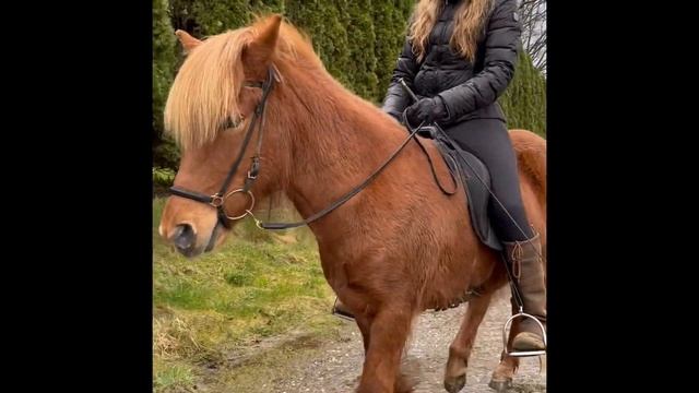 Rød hoppe смотреть онлайн