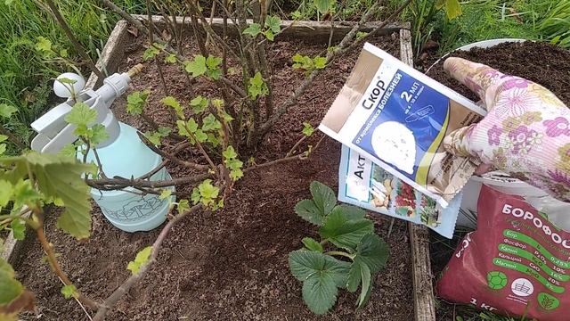 Чем подкормить и обработать смородину в августе смотреть онлайн