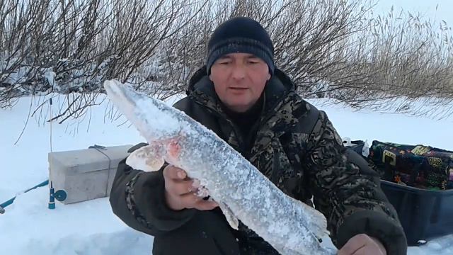 Порыбачил от души! Щуки снова ловятся, флажки горят! Оставил жерлицы на ночь! РЫБАЛКА УДАЛАСЬ !!! смотреть онлайн