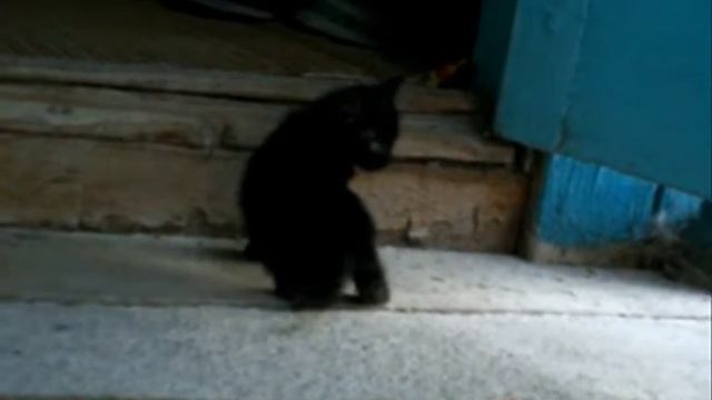 Котята смотреть онлайн