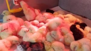 Аскорутин - это всё,  что нужно бройлеру. Ну,  почти всё.