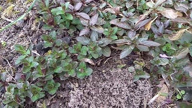 Уроки Пения и Вокала