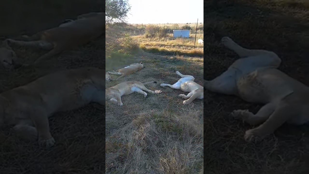 И львы сыты и овцы целы. And lions are full and sheep are safe. смотреть онлайн