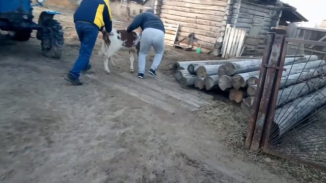 Хозяйство расширяется.Купили телку голштинской породы.? смотреть онлайн