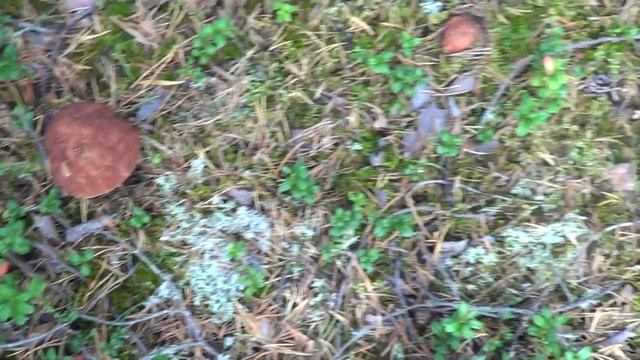 00002Пошли белые грибы смотреть онлайн
