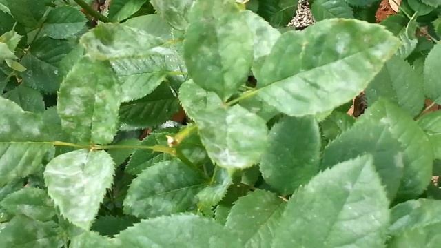 Simsalabim Rose смотреть онлайн