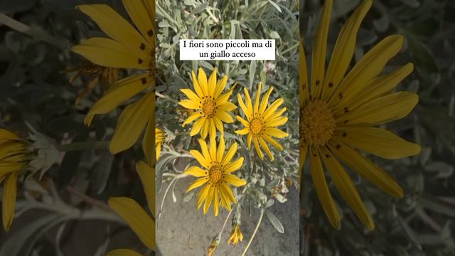 Come si coltiva la GAZANIA? смотреть онлайн