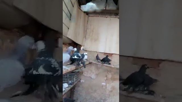 Бойные голуби" смотреть онлайн