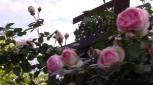 Романтическая роза Пьер де Ронсар.