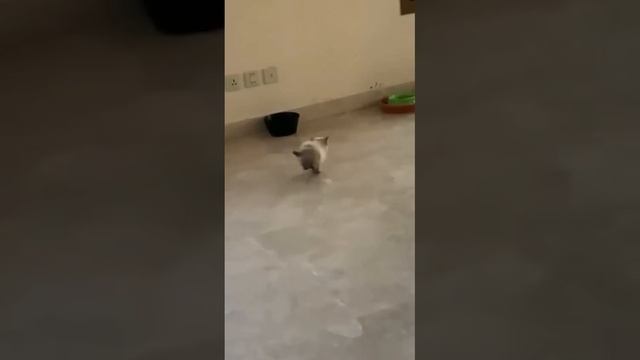 Котёнок смотреть онлайн