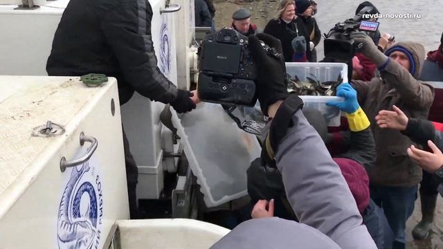 Юбилейное зарыбление. СУМЗ выпустил в Новомариинский пруд Ревды 10 тысяч мальков толстолобика смотреть онлайн