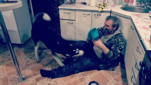 Хаски такие хаски. смотреть онлайн