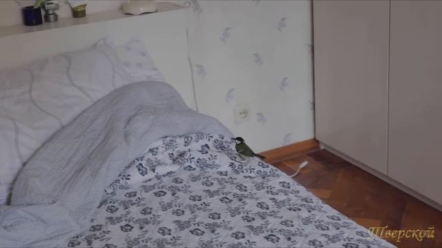 Синица в моём доме!!!/Great Tit In My House!!!