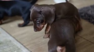 Щенки мини Таксы ))) 1,5 месяца ))) гладкошерстики